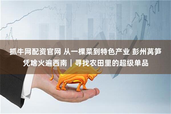 抓牛网配资官网 从一棵菜到特色产业 彭州莴笋凭啥火遍西南｜寻找农田里的超级单品